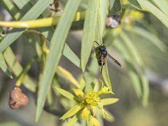 Leptochilus cruentatus