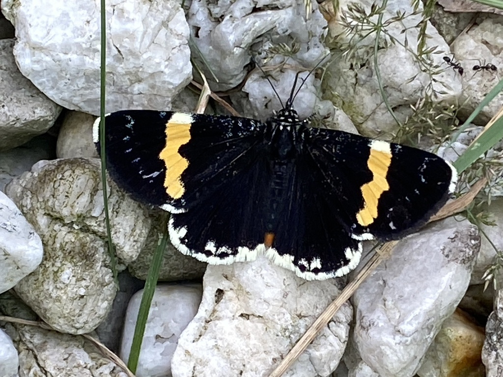 Yellow-banded Day-moth