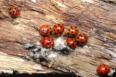 Harmonia dimidiata