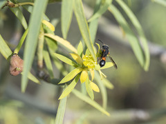 Leptochilus cruentatus