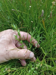 Centipeda cunninghamii