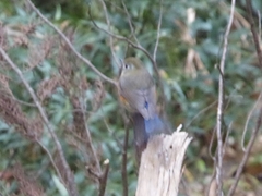 Tarsiger rufilatus