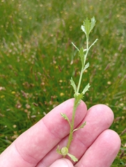 Centipeda cunninghamii