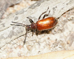 Metriolagria affinis