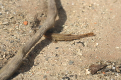 Barbatula barbatula