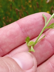Centipeda cunninghamii