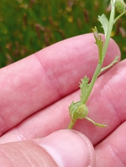 Centipeda cunninghamii