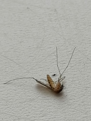 Culex pipiens