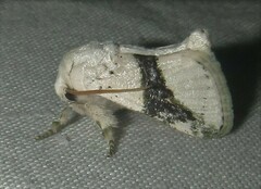 Afraltha chionostola