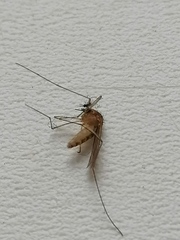 Culex pipiens