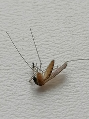 Culex pipiens