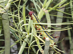 Hyles tithymali tithymali