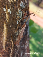 Phyllocrania paradoxa
