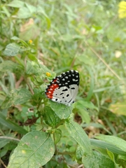 Talicada nyseus