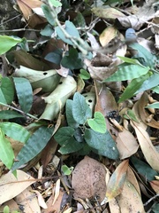 Aristolochia shimadae
