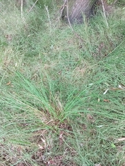 Carex sinclairii