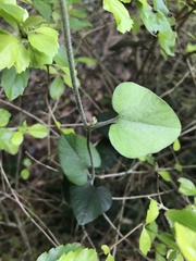 Aristolochia shimadae