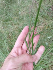 Carex sinclairii