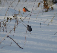 Pyrrhula pyrrhula cineracea