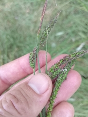 Carex sinclairii
