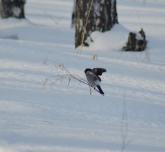 Pyrrhula pyrrhula cineracea