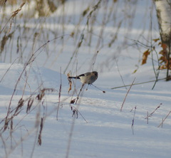 Pyrrhula pyrrhula cineracea