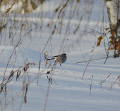 Pyrrhula pyrrhula cineracea