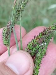 Carex sinclairii
