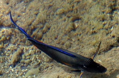 Acanthurus sohal