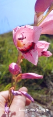 Gladiolus crassifolius