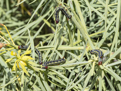 Hyles tithymali tithymali