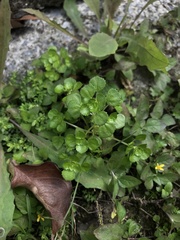 Pilea peploides major