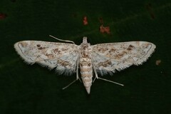 Parapoynx diminutalis