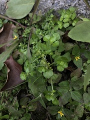 Pilea peploides major