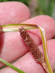 Carex dipsacea
