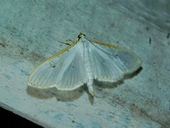 Palpita vitrealis