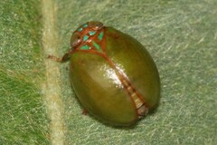 Hemisphaerius