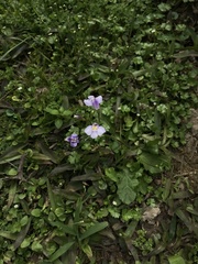 Mazus fauriei