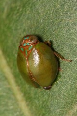 Hemisphaerius