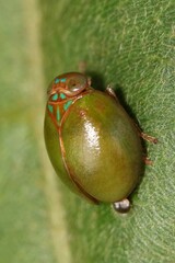 Hemisphaerius