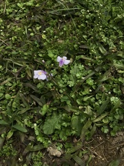 Mazus fauriei
