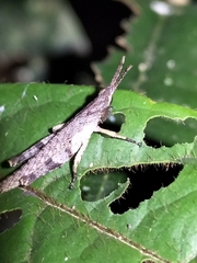 Desmoptera truncatipennis