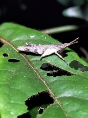 Desmoptera truncatipennis