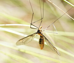Leptotarsus clavatus