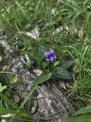 Viola inconspicua nagasakiensis