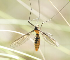 Leptotarsus clavatus