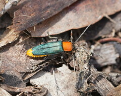 Chauliognathus tricolor