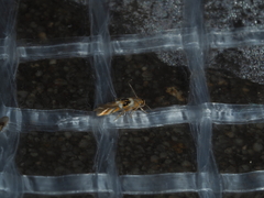 Hieromantis ephodophora