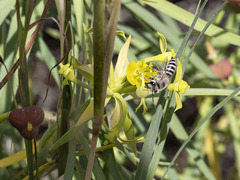 Colletes moricei