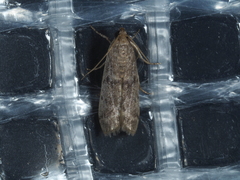 Heteromicta pachytera